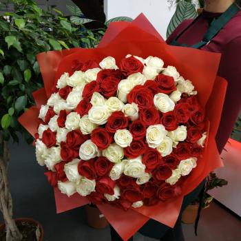 Букет из 101 розы (красные и белые розы) articul  123048mhch